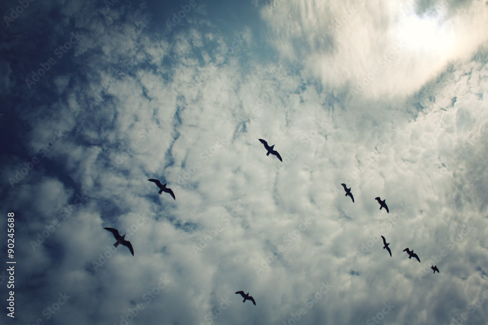 Group of seagulls above the Lake Ladoga. Aged photo. Group of seagulls above the Lake Ladoga. Aged photo.