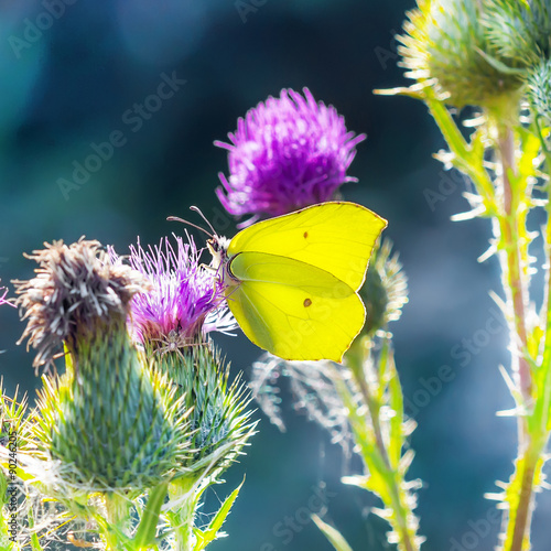 Дневная бабочка Лимонница  (Gonepteryx) на цветах Чертополоха #90246205