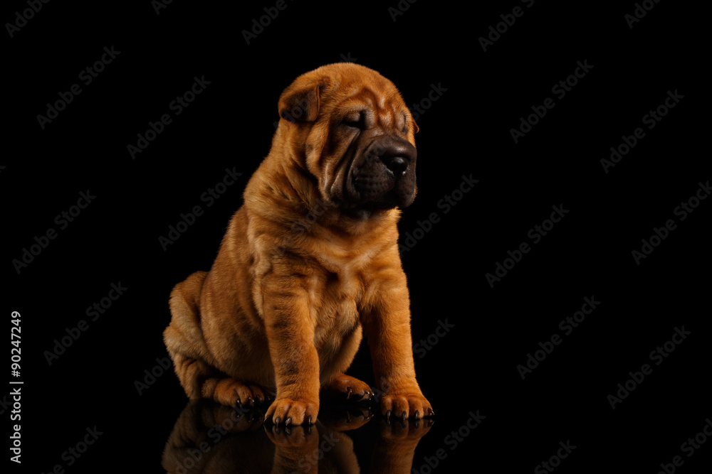 Closeup Funny Sharpei Puppy Sits on Black Mirror Closeup Funny Sharpei Puppy Sits on Black Mirror