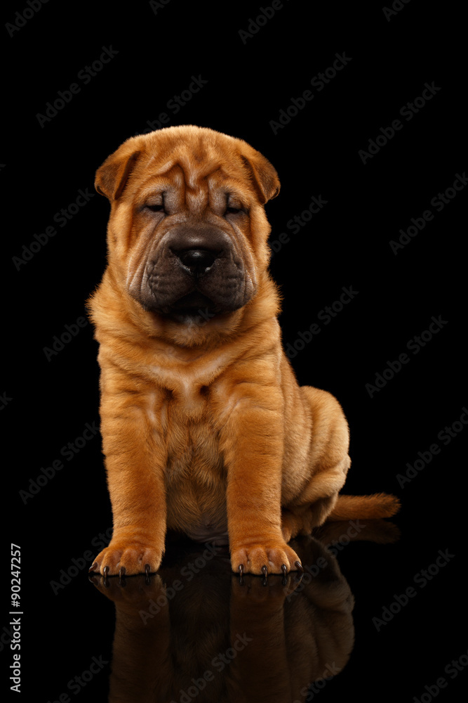 Obraz premium Closeup Funny Sharpei Puppy Sits on Black Mirror
