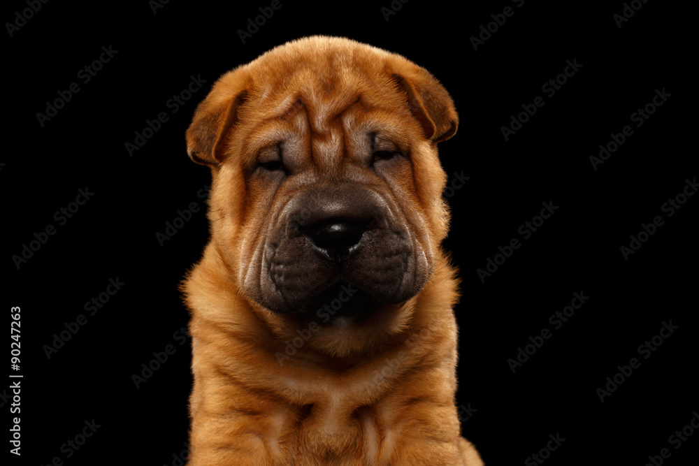 Closeup Funny Sharpei Puppy Isolated on Black Closeup Funny Sharpei Puppy Isolated on Black