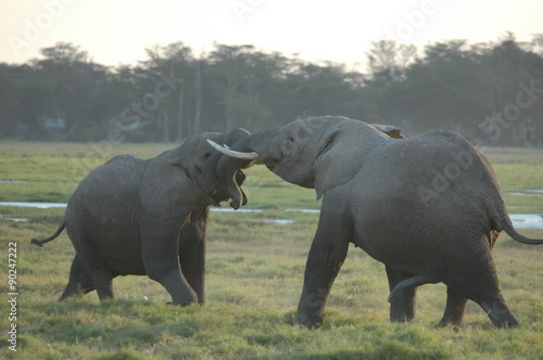 Éléphants jouant à amboseli