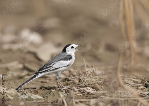 A singing White Wagtail