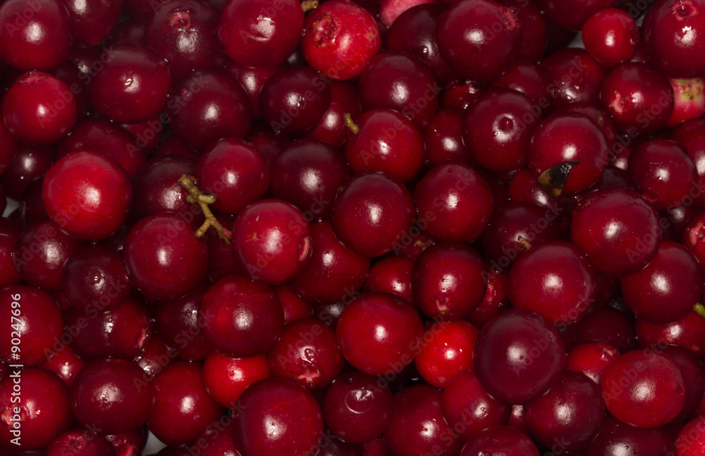 foxberries background foxberries background