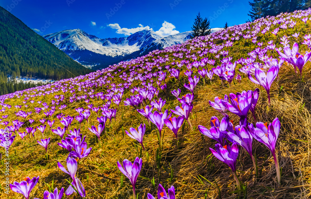 Tatra Mountains, crocuses in the Chocholowska Valley