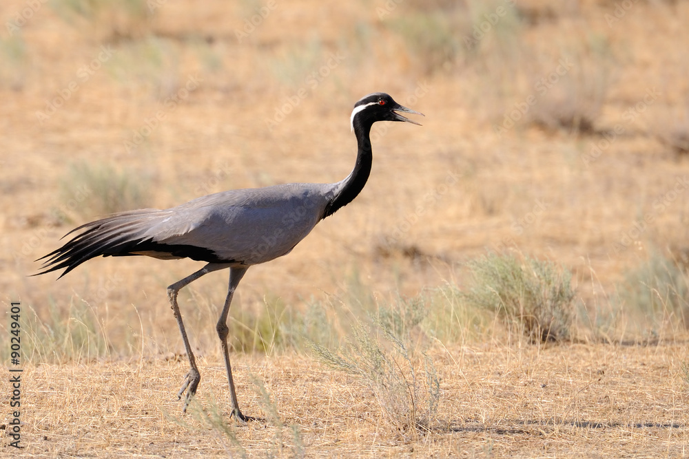 Demoiselle crane in hot steppe