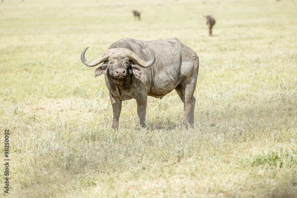 African Buffalo in Serengeti African Buffalo in Serengeti