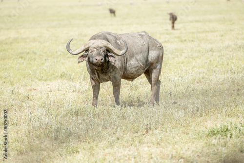 African Buffalo in Serengeti
