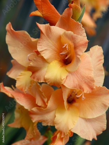 gold flowers of gladiolus