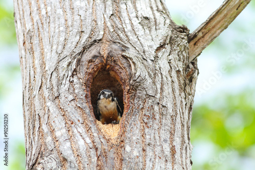 Black-thighed Falconet
