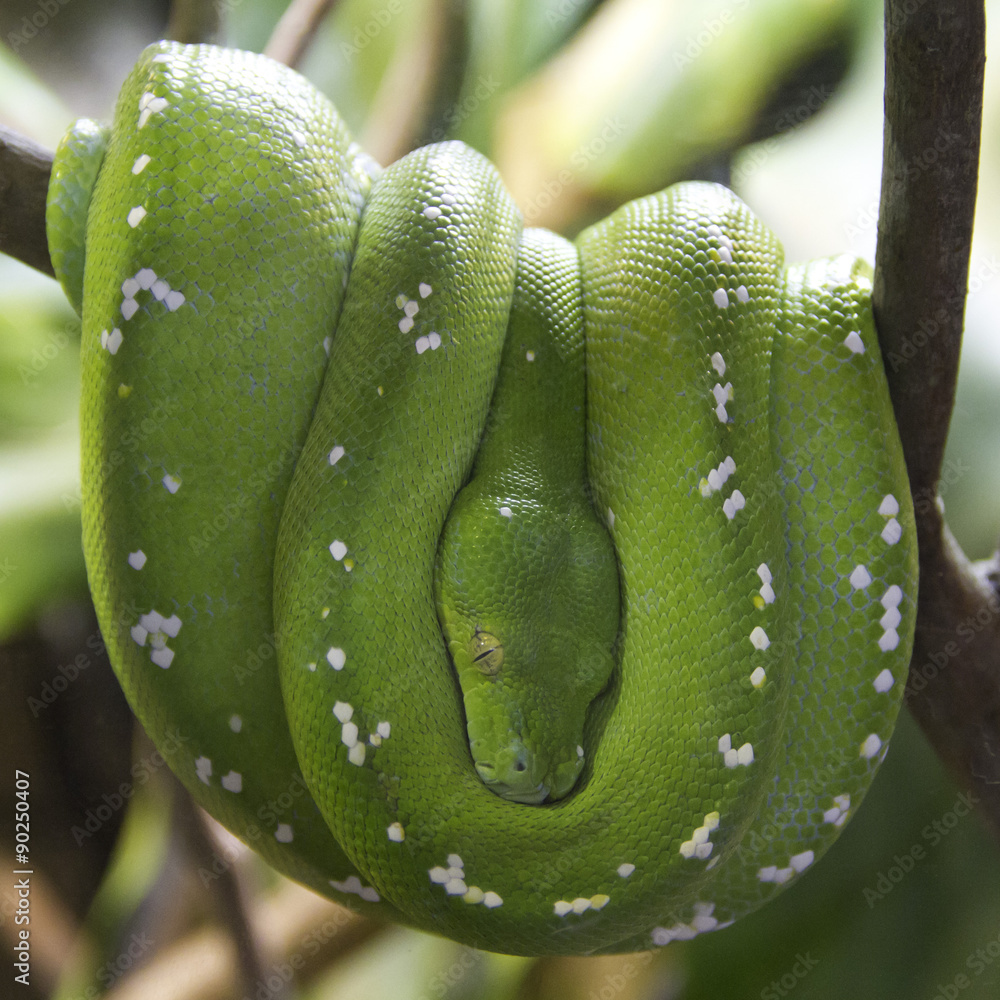 Fototapeta premium Green Tree Python hanging in tree