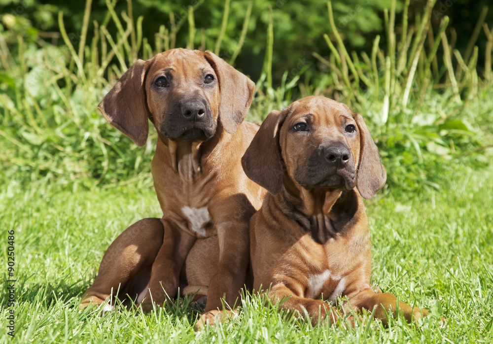 Two Rhodesian Ridgeback puppies outdoors Two Rhodesian Ridgeback puppies outdoors