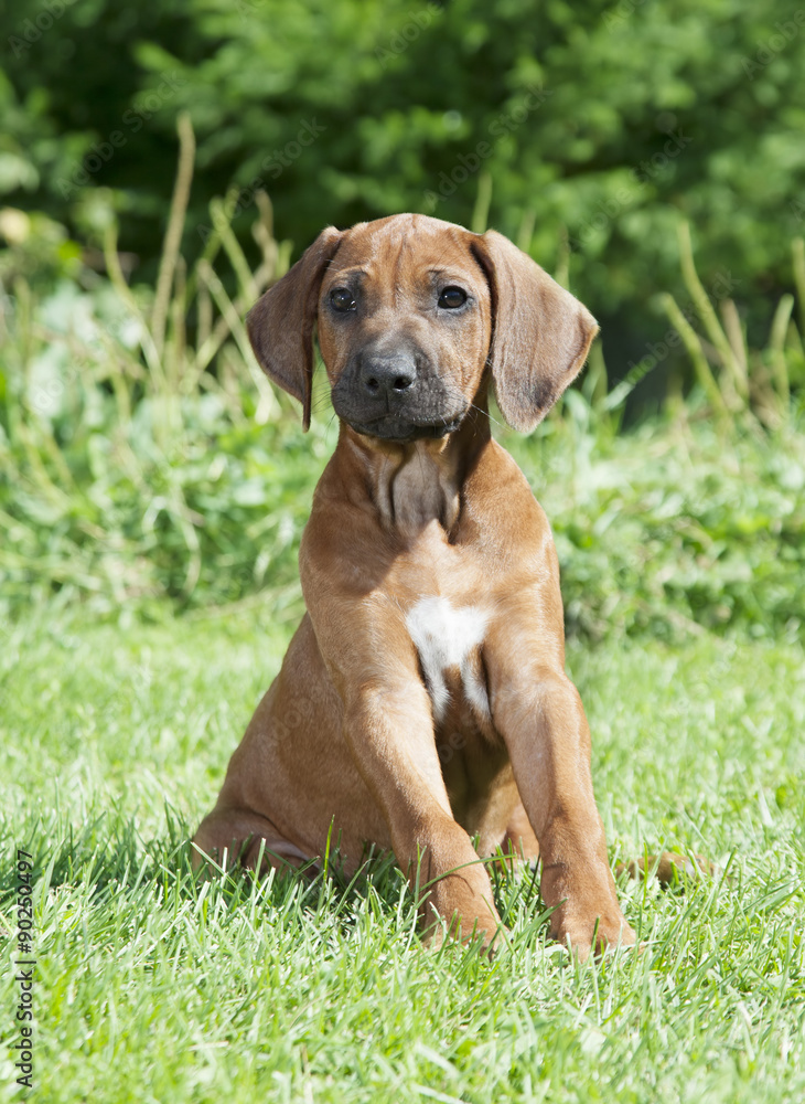 Pure breed Rhodesian Ridgeback puppy dog outdoors Pure breed Rhodesian Ridgeback puppy dog outdoors
