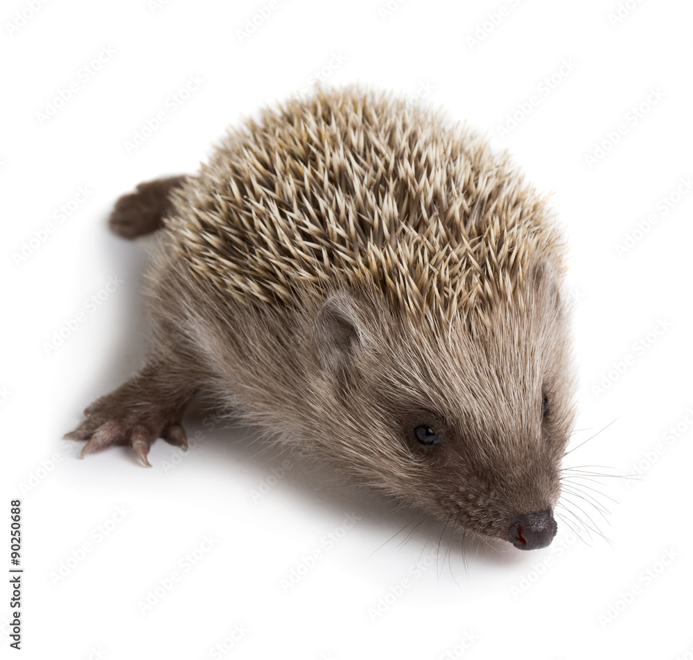 Obraz premium Hedgehog