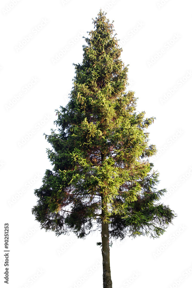 Fototapeta premium Fir tree