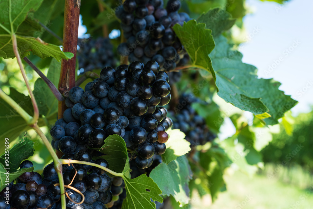 Weinrebe mit blauen Trauben