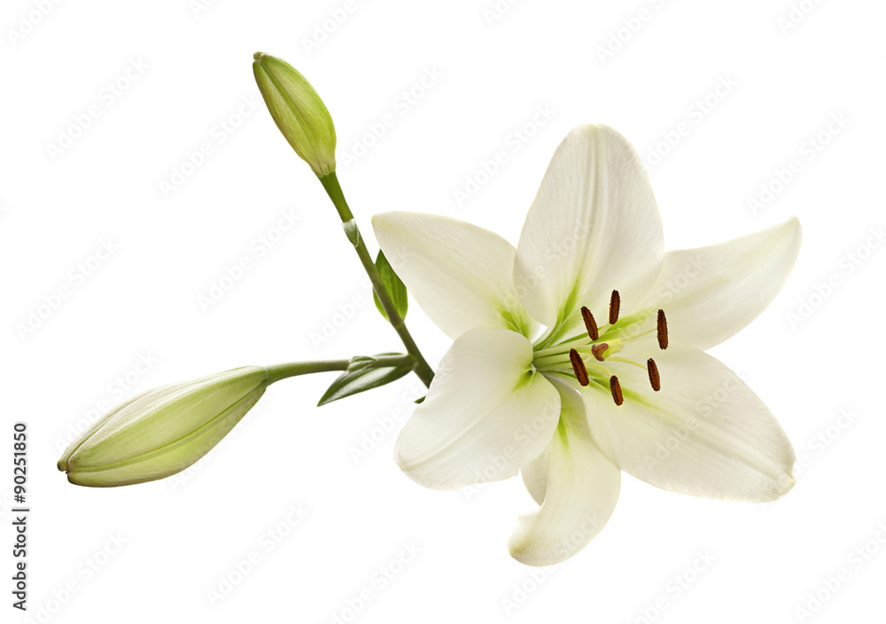 White lily flower - obrazy, fototapety, plakaty 
