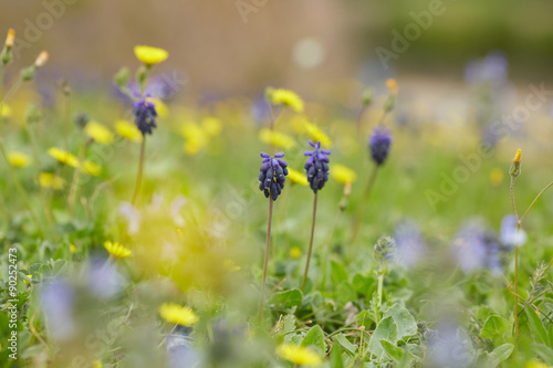 yellow and purple meadow flowers