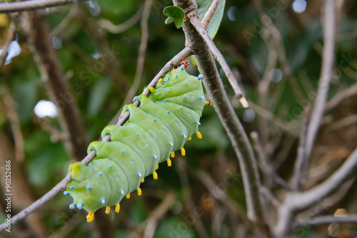 Cecropia Moth Larva