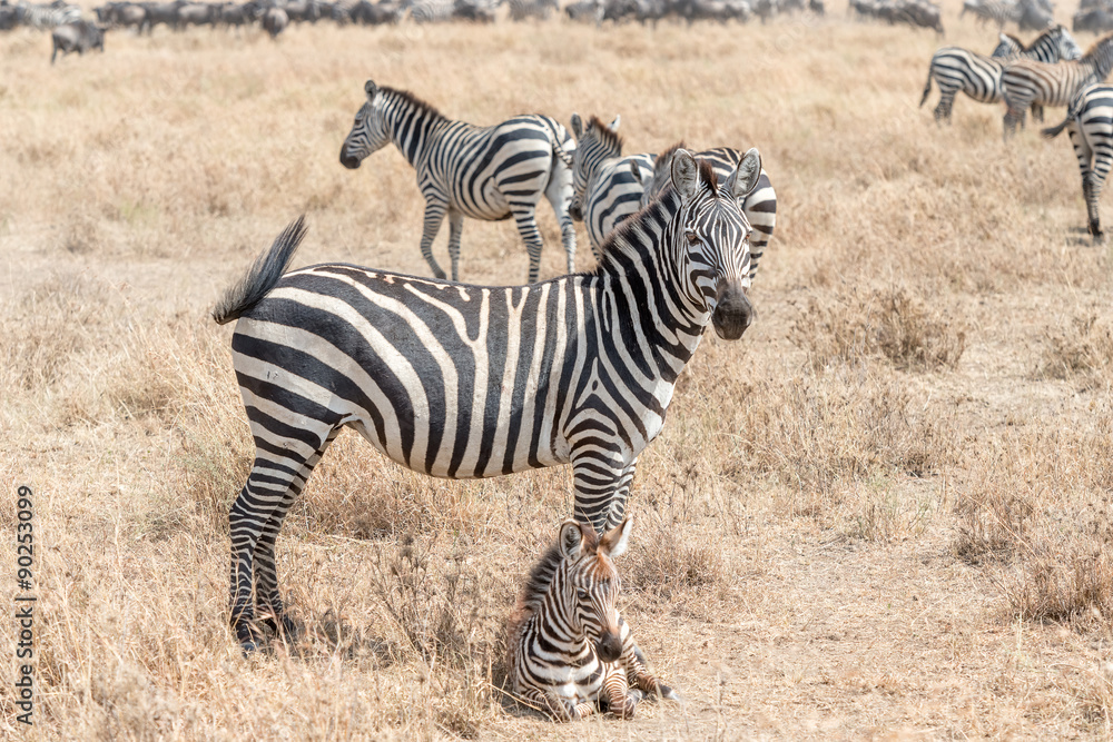 Zebra in Serengeti National Park in Tanzania Zebra in Serengeti National Park in Tanzania