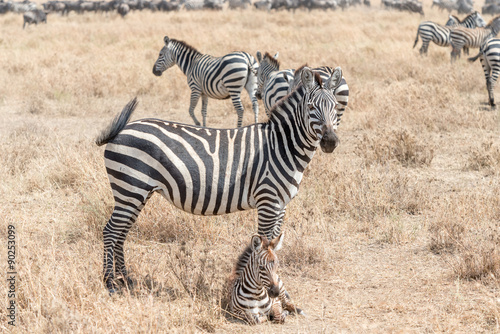 Zebra in Serengeti National Park in Tanzania