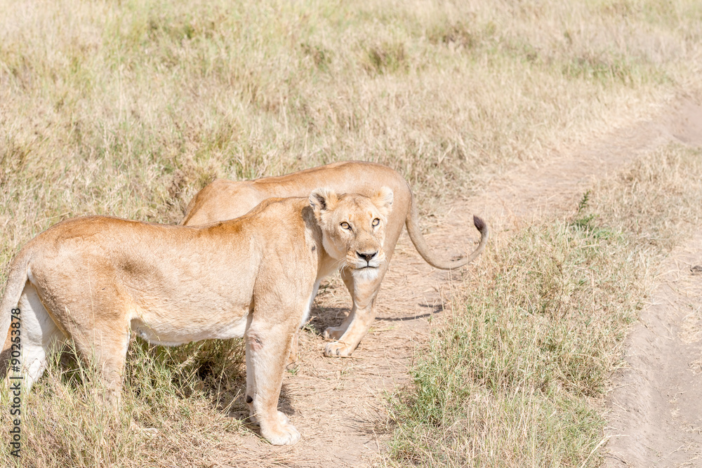 Lion  in Serengeti
