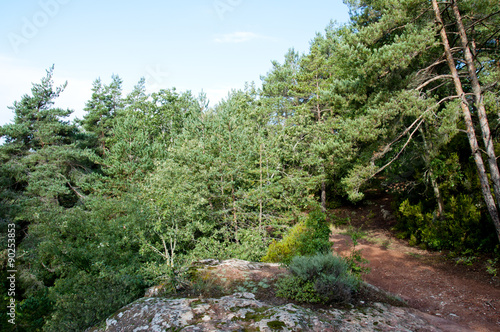 landscapes of prades   Red pine forest and paths areas of natural interest of the Montsant mountains to Prades  Catalonia  Spain