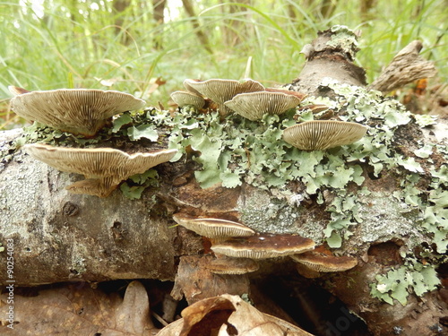 Birch Mazegill Fungus aka Lenzites betulinus, showing the intricate maze like gill formation photo