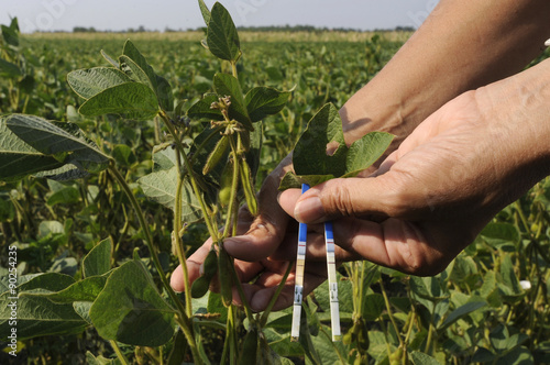 GMO soy field testing