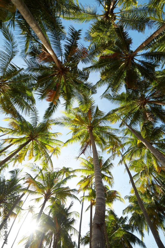 Obraz premium palm trees against a blue sky