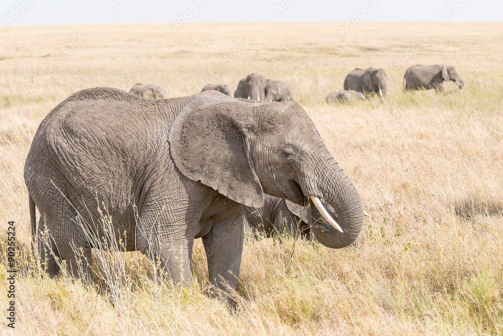 Obraz premium African Elephant in Serengeti National Park