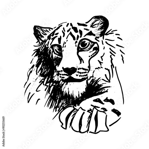 Fototapeta Naklejka Na Ścianę i Meble -  Vector hatching tiger