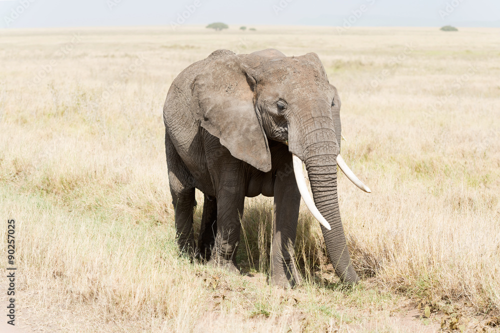 African Elephant in Serengeti National Park African Elephant in Serengeti National Park