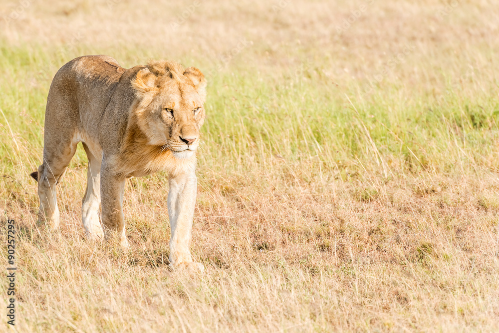 Lion in Serengeti Lion in Serengeti