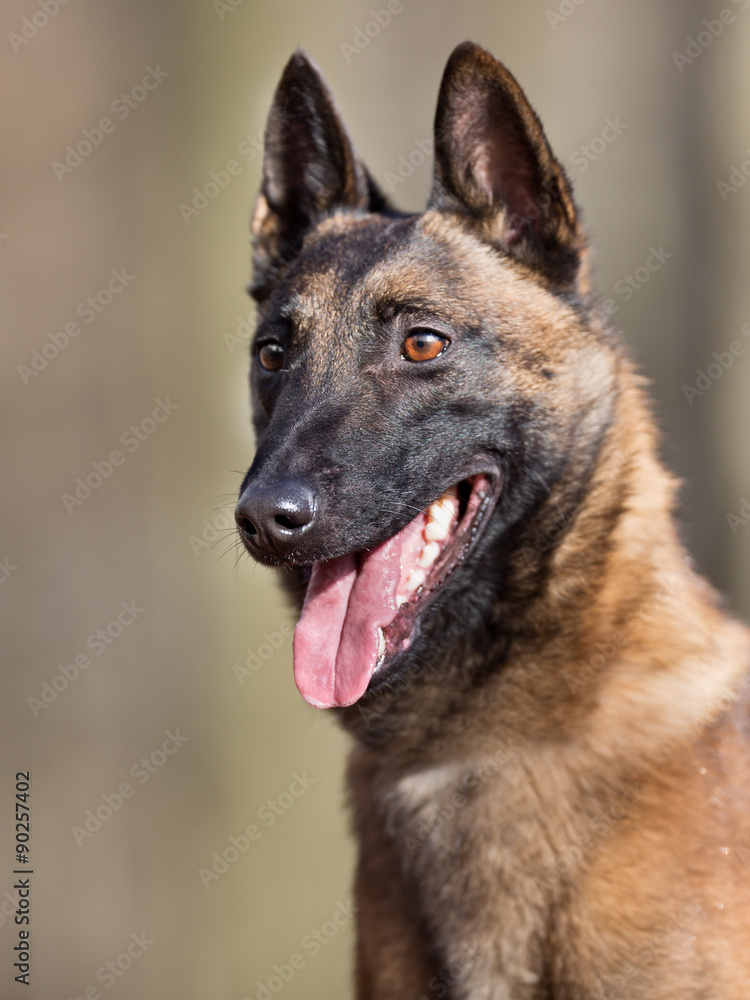 Purebred Belgian Malinois Dog Purebred Belgian Malinois Dog