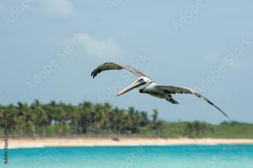 Pelican flying in Dominican republic