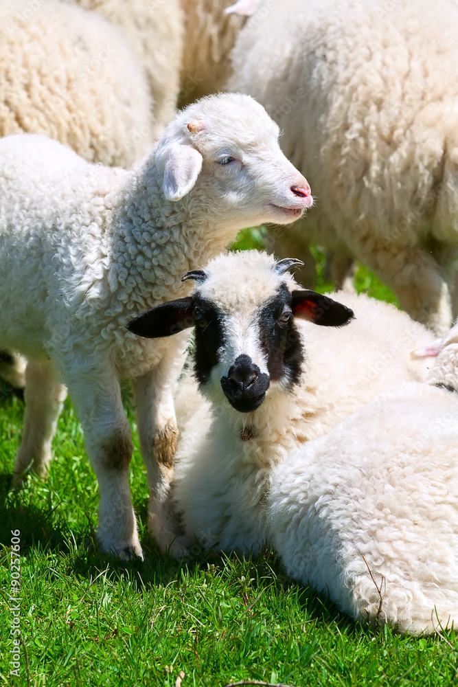 Obraz premium The sheep in the pasture