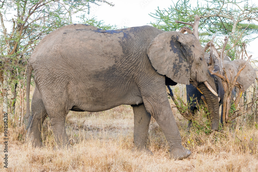 Fototapeta premium African Elephant in Serengeti National Park
