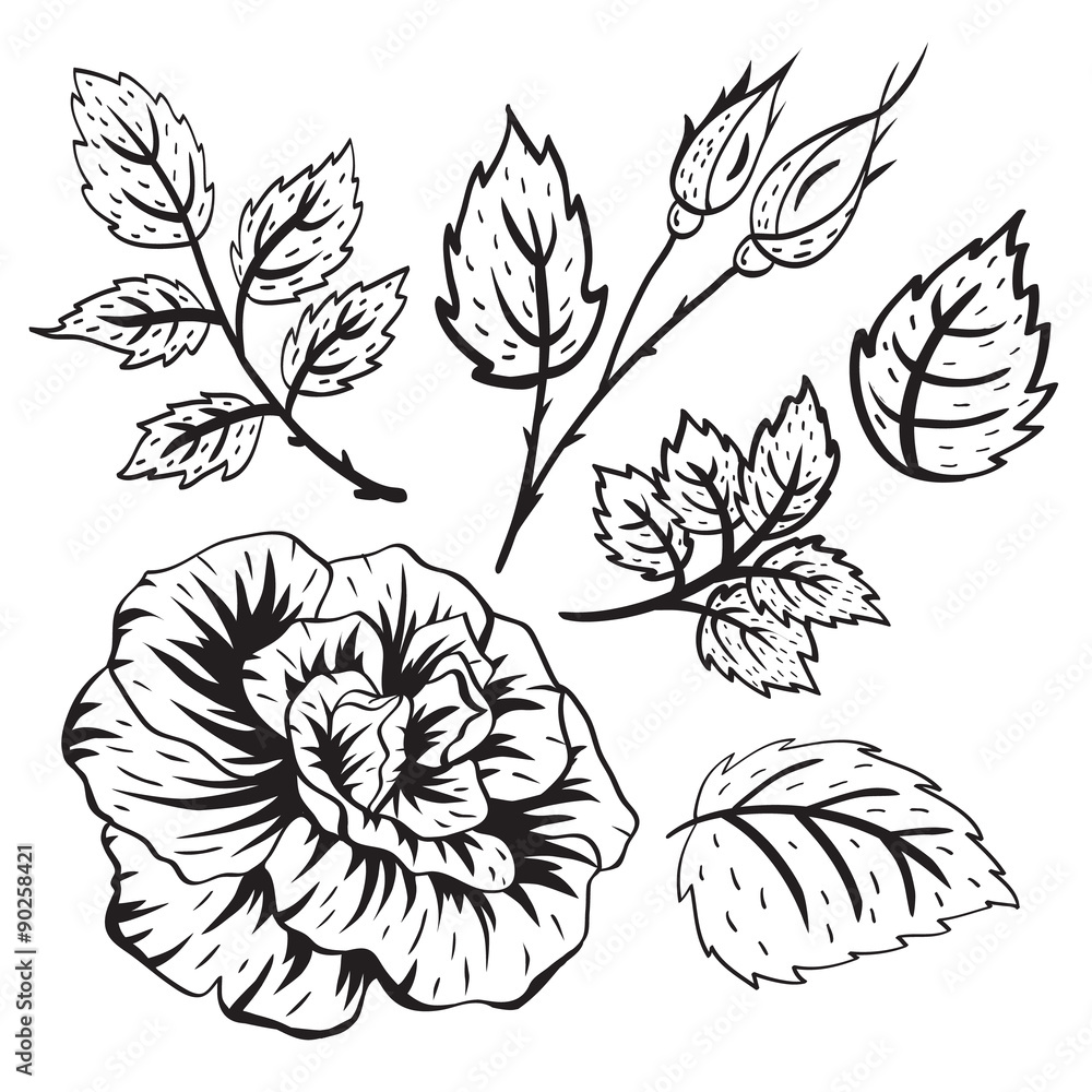 Fototapeta premium Vector roses