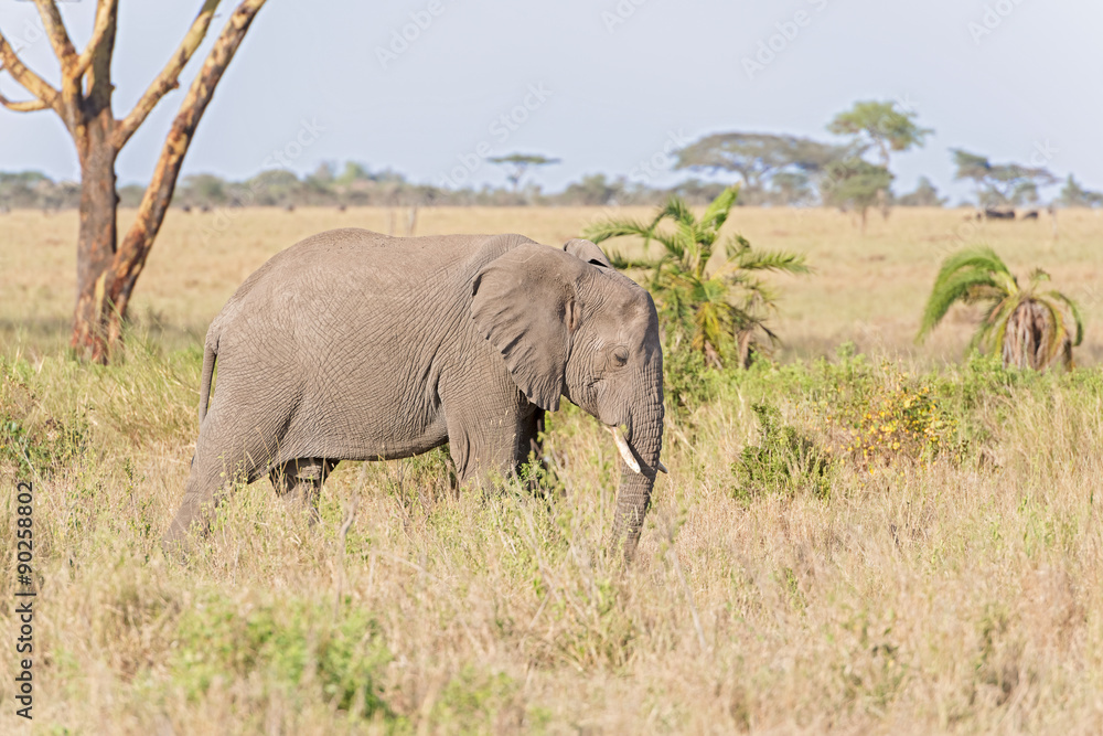 Fototapeta premium African Elephant in Serengeti National Park