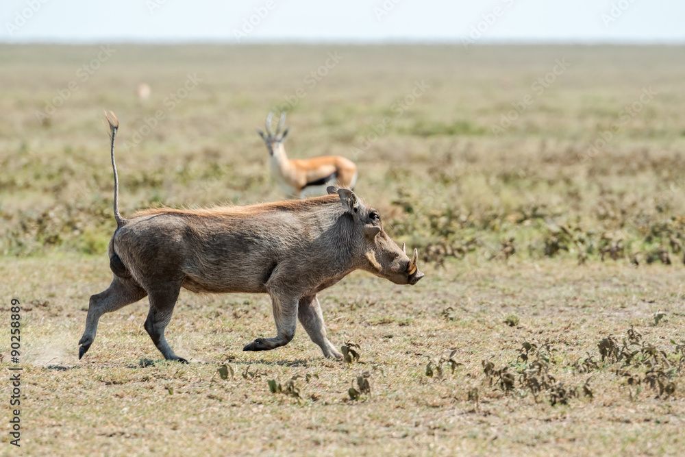 Fototapeta premium Warthog, Phacochoerus africanus in Serengeti.