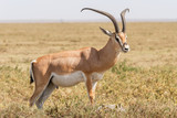 Impala antelope in Africa