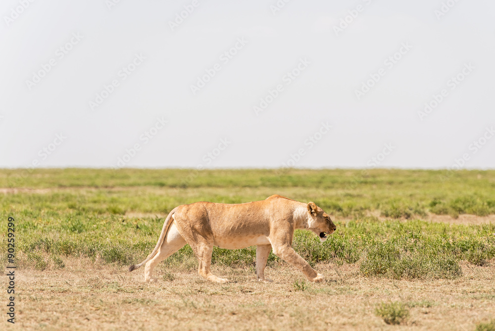 Lion in Serengeti National Park Lion in Serengeti National Park