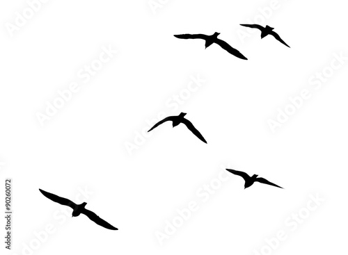 silhouettes of a flock of birds on a white background