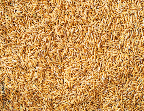 paddy jasmine rice background