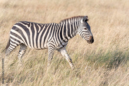 Zebra in Serengeti National Park