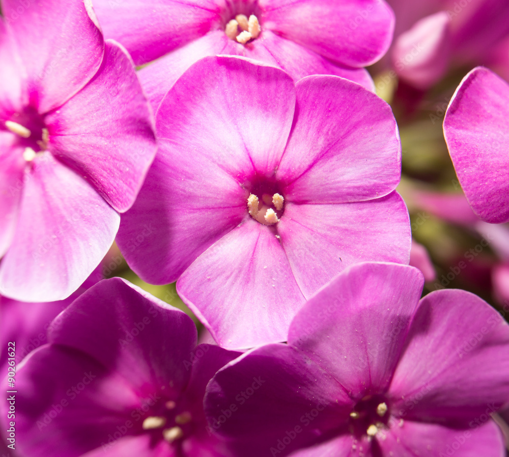 beautiful pink flower in nature, close-up beautiful pink flower in nature, close-up