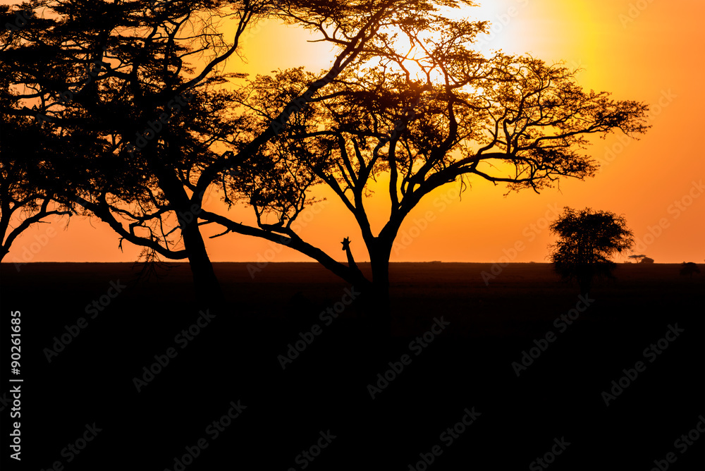 Sunset and Giraffe in Serengeti