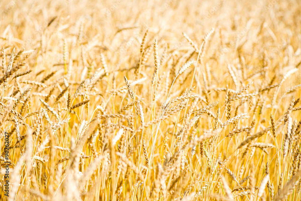 Golden Wheat Field Close Up