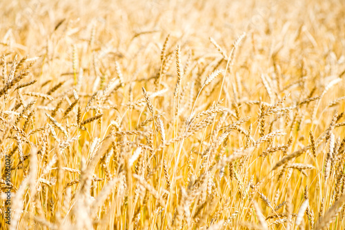 Golden Wheat Field Close Up